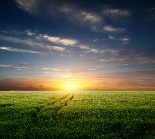 Campo di grano giovane al tramonto — Foto Stock