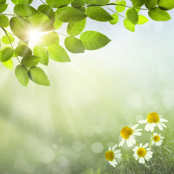 Fondo de primavera — Foto de Stock