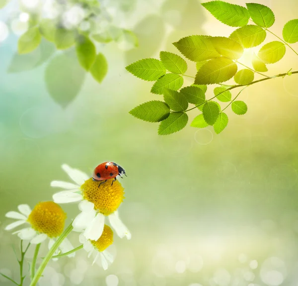 Daisies field and ladybug — Stock Photo, Image