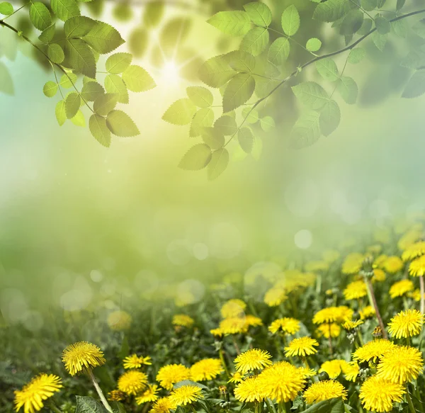 Spring abstract  background — Stock Photo, Image