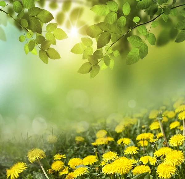 Frühling abstrakter Hintergrund — Stockfoto