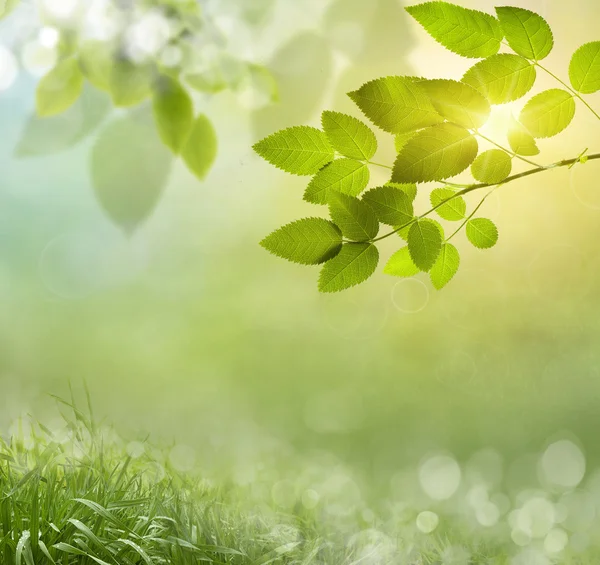 Naturlig grön bakgrund — Stockfoto