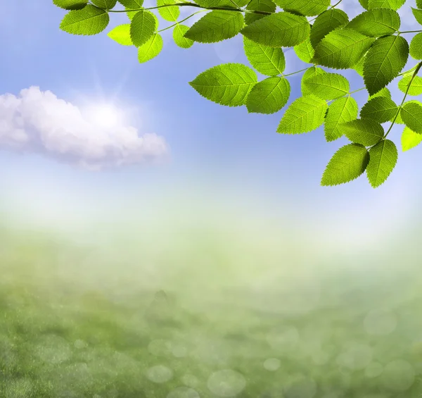 Natural green background — Stock Photo, Image