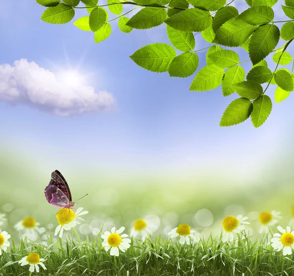 Daisies and butterfly — Stock Photo, Image