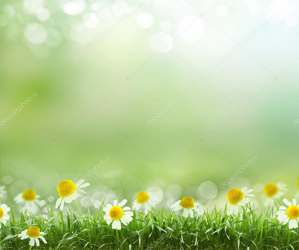 Spring abstract background with daisies