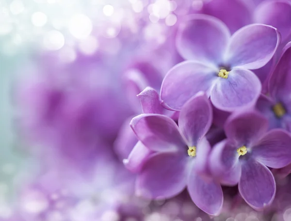 Lilac bokeh — Stock Photo, Image