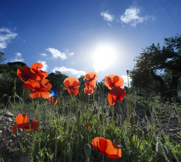 Amapolas en un campo — Foto de Stock