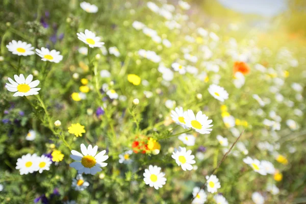 Daisy mező közelről — Stock Fotó