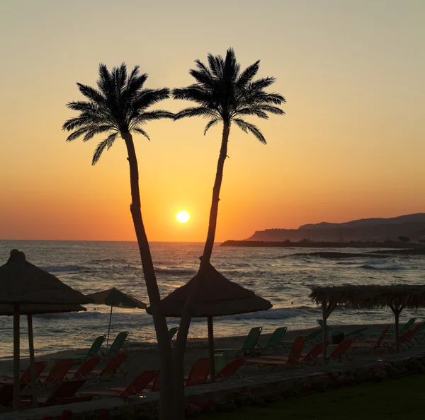 Palme mit Sonnenuntergang — Stockfoto