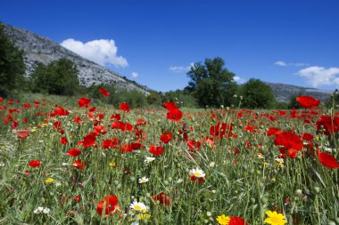Yaz kır çiçekleri