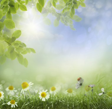 soyut .chamomile çiçek bahar ya da yaz ısı