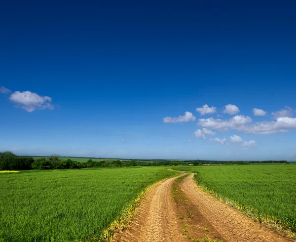 Landsvägen genom ett grönt fält — Stockfoto