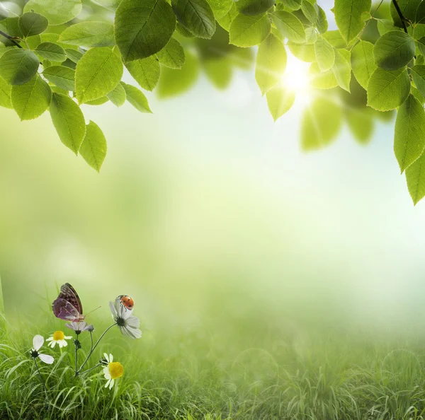 Ladybug on flowers — 图库照片