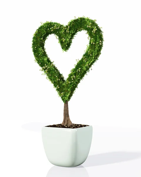 Uma planta em forma de coração — Fotografia de Stock