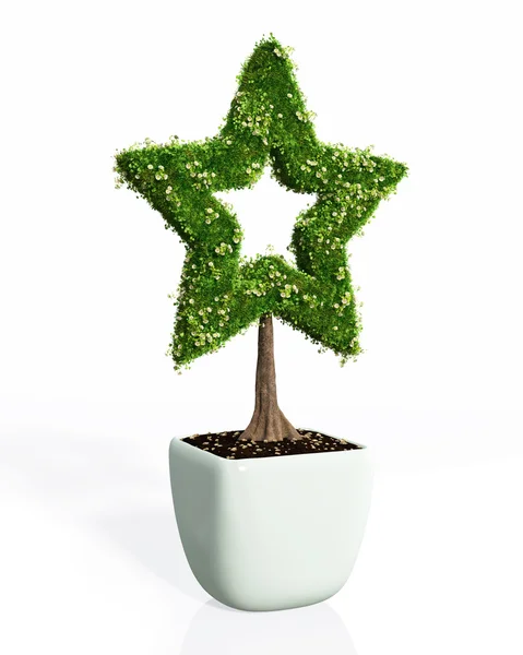 Una planta en forma de estrella — Foto de Stock