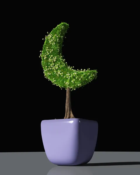 Une plante en forme de croissant de lune — Photo