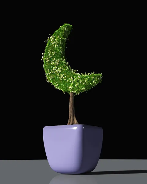 Una planta en forma de luna creciente — Foto de Stock