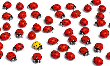 benzersiz sarı ladybird