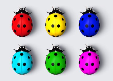 renkli ladybugs