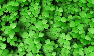 Expanse of four-leaf clovers clipart