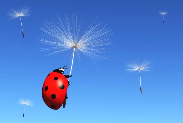 Floret carries a ladybug — Stock Photo, Image