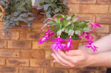 Christmas cactus - Shlumbergera in hands of man clipart