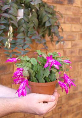 shlumbergera - Noel kaktüs adam elinde