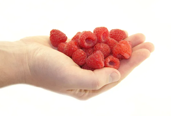 Sweet raspberries in the hand on white background — Stock Photo, Image