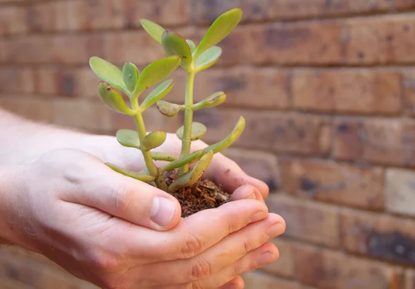 La planta Crassula - el árbol de dinero en las manos — Foto de Stock