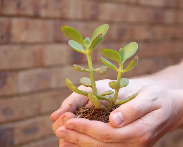 Hands holding Money tree - Crassula — Stock Photo, Image