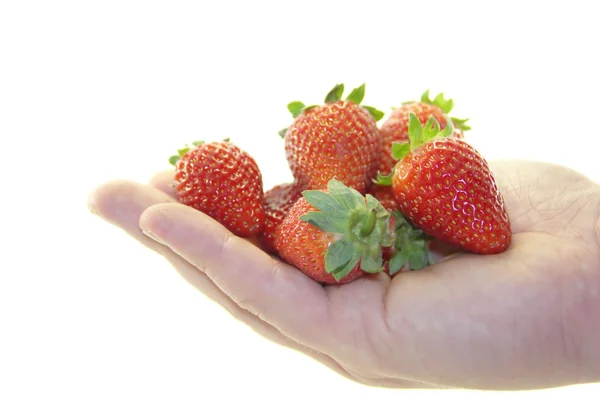 Delicious sweet strawberries in the hand — Stock Photo, Image