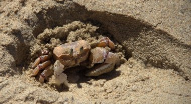 ıslak kum denizi Yengeç