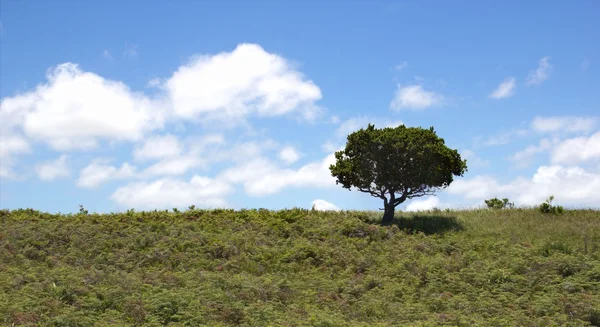 Tree on the hill on blu sky background with white clouds — Stock Photo, Image