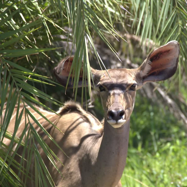 Antilop kudu Stockfoto