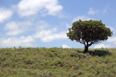 ağaç tepe üzerinde