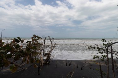 Kolombiya Palomino sahilinin yakınındaki ağaç gövdelerinin ve dalların ortasındaki siyah kumların üzerindeki Doog ayak izleri.