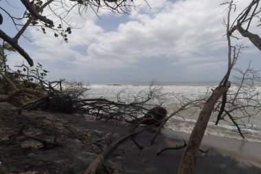 Palomino 'nun kıyısında eski sandıklar ve dallar, arka planda mavi gökyüzü olan Kolombiya plajı