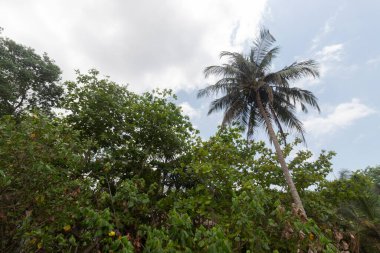 Palomino Kolombiya yeşil bitki örtüsü. Arka planda büyük palmiye ve mavi gökyüzü var.