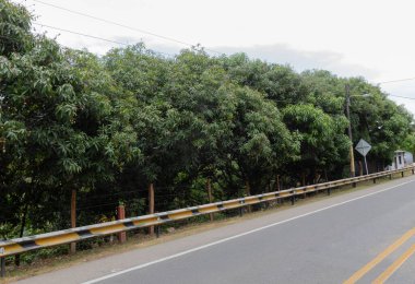 Kolombiya 'nın güneş rotası Otoyol' u yerel bitki örtüsüne sahip bir otobüsten görülüyor