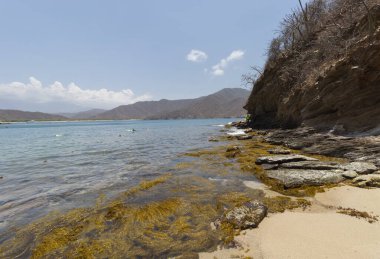 Güneşli bir günde Waikiki Akvaryum Sahili 'nin yakınındaki Kolombiya Tayrona Parkı' na güzel bir yeşil yosun manzarası.