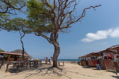 Tayrona Ulusal Doğal Parkı 'ndaki Concha Körfezi' nin ortasındaki büyük, sağlıklı bir ağaç.