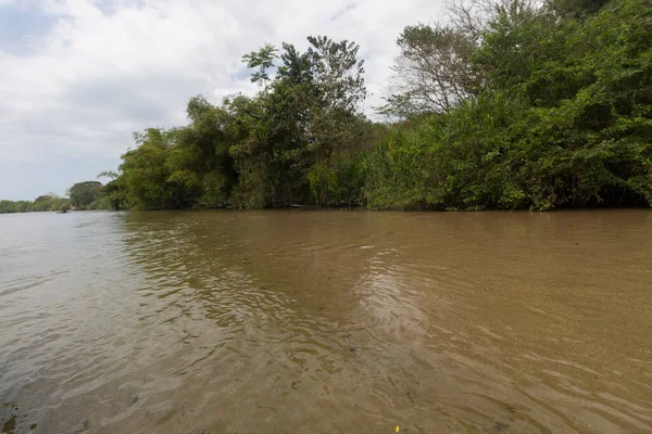 Kolombiya palomino nehri, bitkisel hayata sahip temiz su ve bulutlu gökyüzü.
