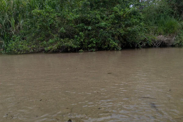 Kolombiya palomino nehir kristal suyuna yakın, arka planda sarı kum var. 