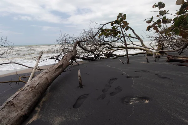 Palomino Kolombiya plajı üzerinde insan ayak izleri. Eski gövdesi ve güneşli bir günde küçük çalıları olan siyah kum.