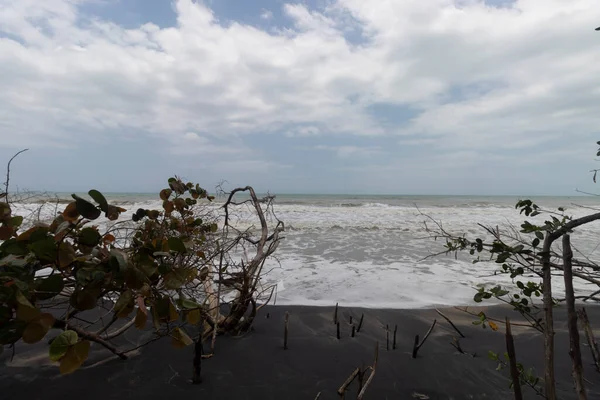 Kolombiya Palomino sahilinin yakınındaki ağaç gövdelerinin ve dalların ortasındaki siyah kumların üzerindeki Doog ayak izleri.