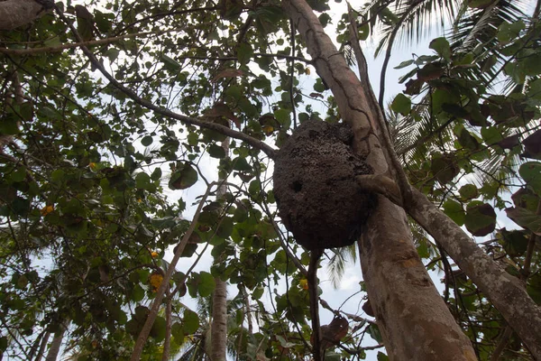 Palm Beach gövdesinde eşekarısı yuvası inşa edilmiş.