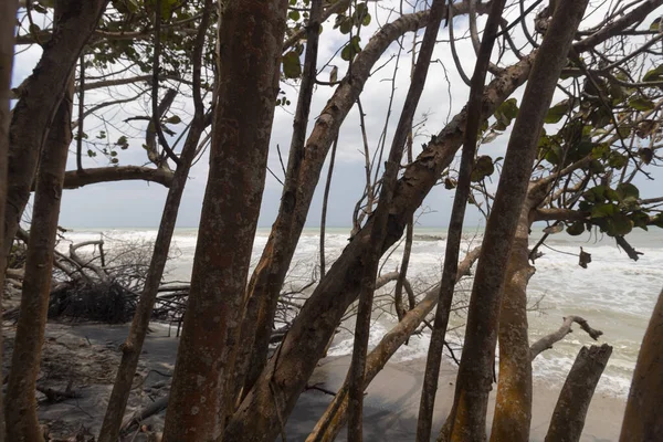 Manglar Plants Trunks Seashore Colombian Beach Sunny Day — Stock Photo, Image