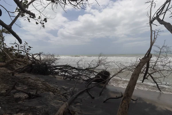 Palomino 'nun kıyısında eski sandıklar ve dallar, arka planda mavi gökyüzü olan Kolombiya plajı