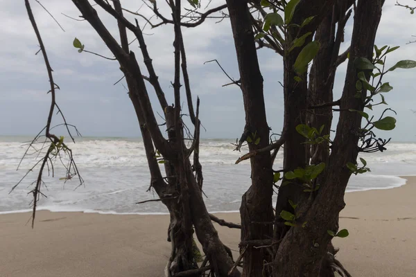 Primo Piano Una Mangroveswamp Sulla Spiaggia Fagioli Rossi Con Cielo — Foto Stock