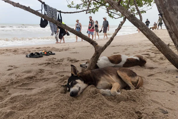 Dos Perros Durmiendo Arena Playa Bajo Pequeño Árbol Con Turista — Foto de Stock